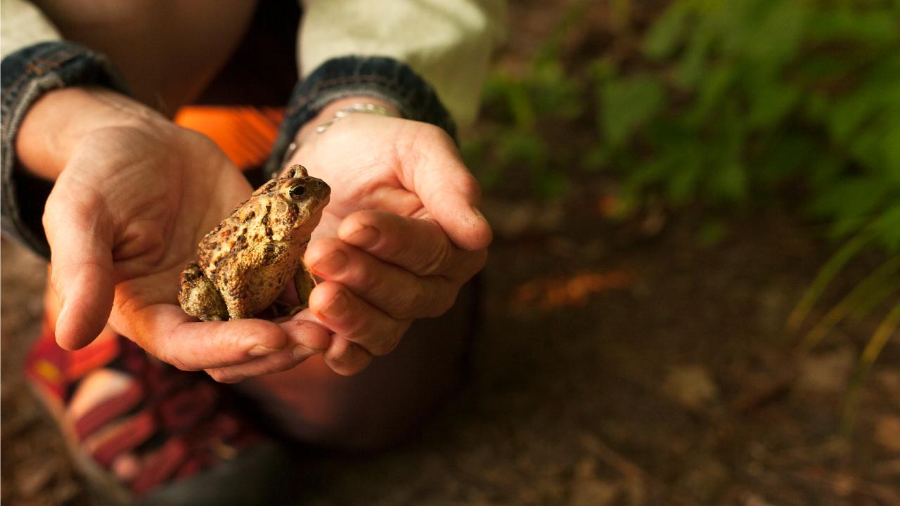 Featured image for “Crapauducs 4 – L’oeil du crapaud”