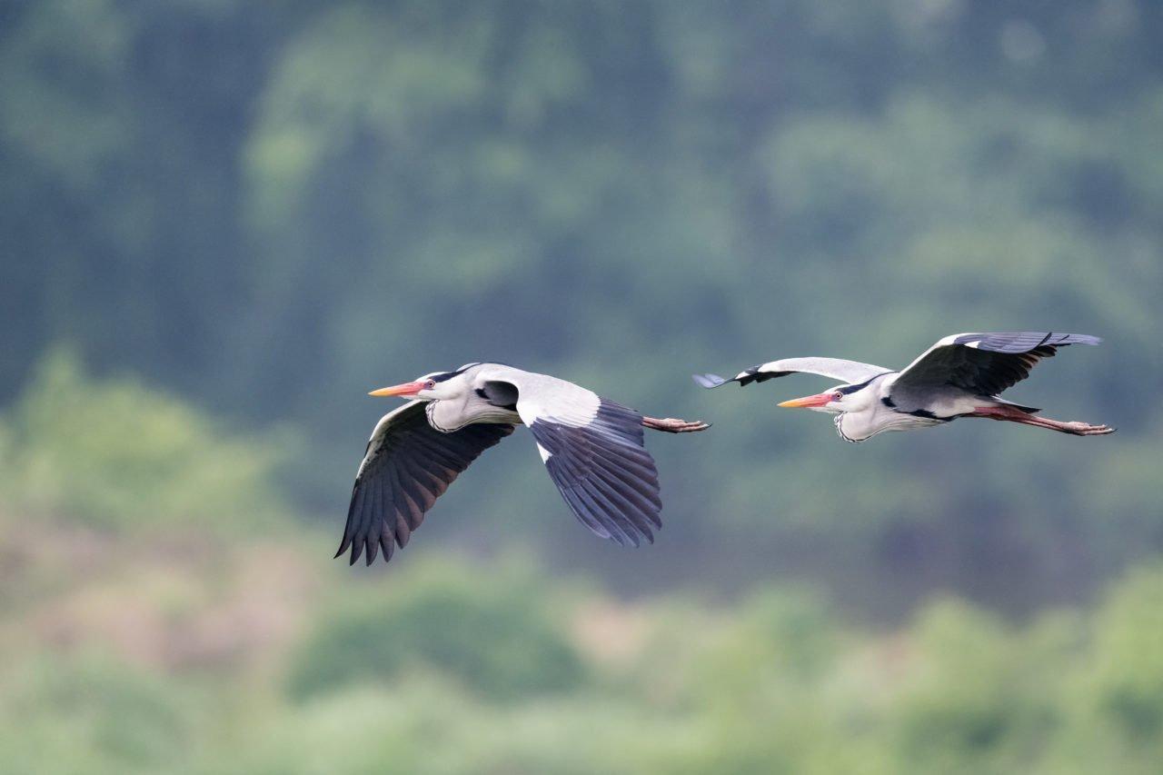 Featured image for “Dictionnaire encyclopédique de la diversité biologique et la conservation de la Nature 2021”