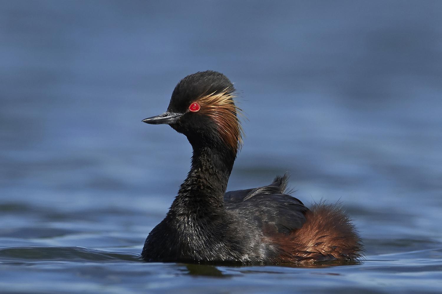Featured image for “Les supers pouvoirs de la nature”
