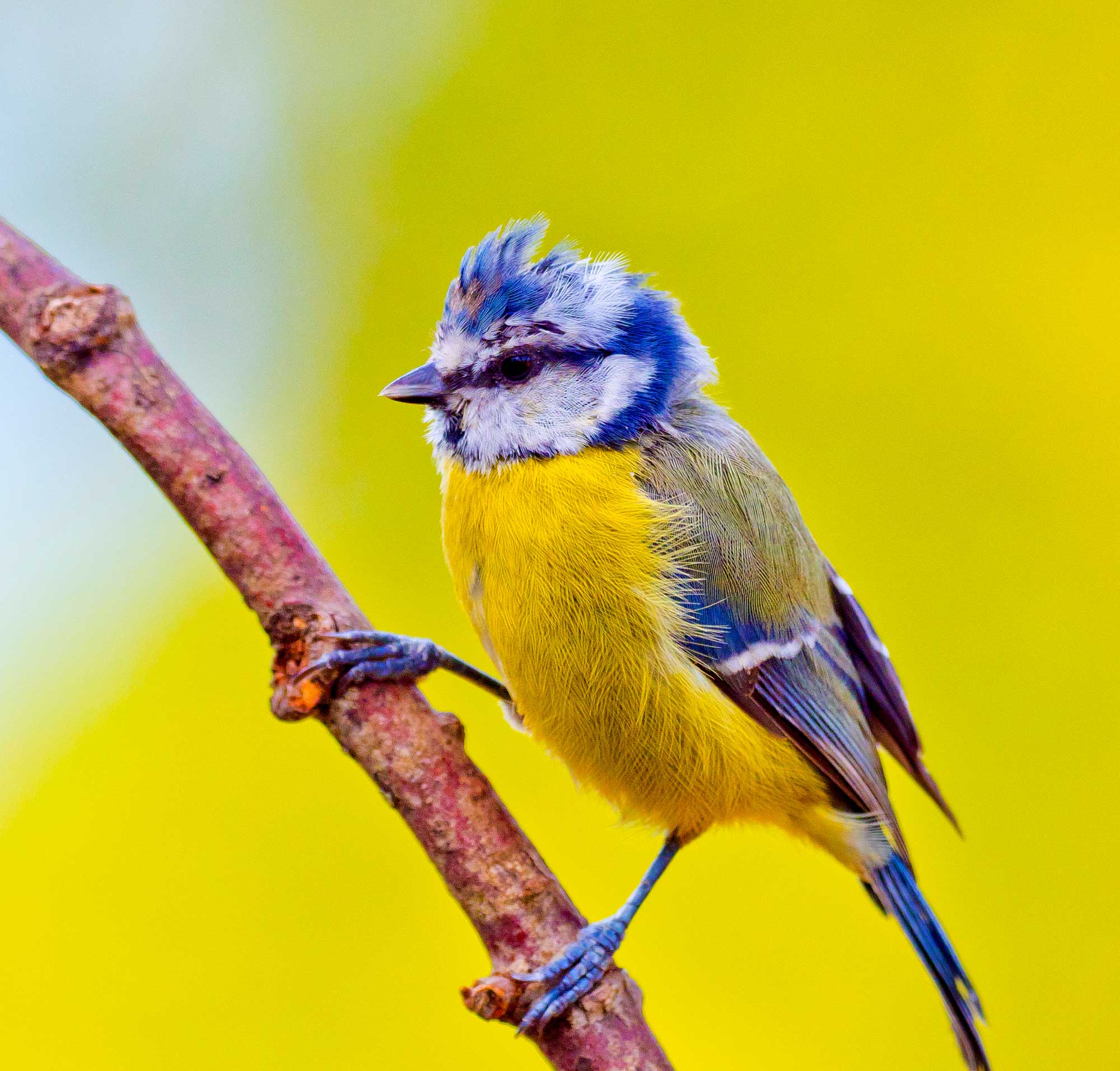 Featured image for “Les ABC du parc”