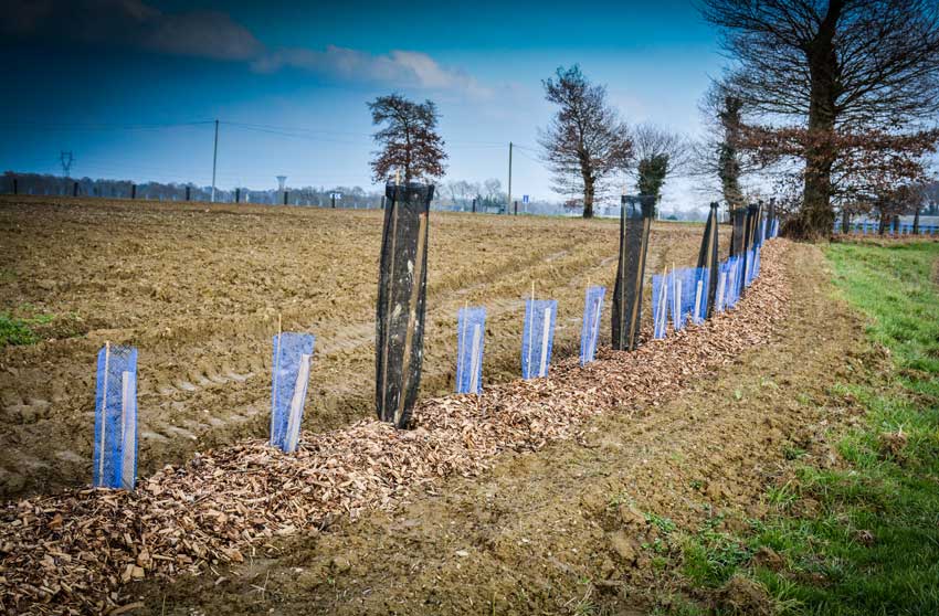 Featured image for “[Marchés publics] Travaux de plantation de haies”