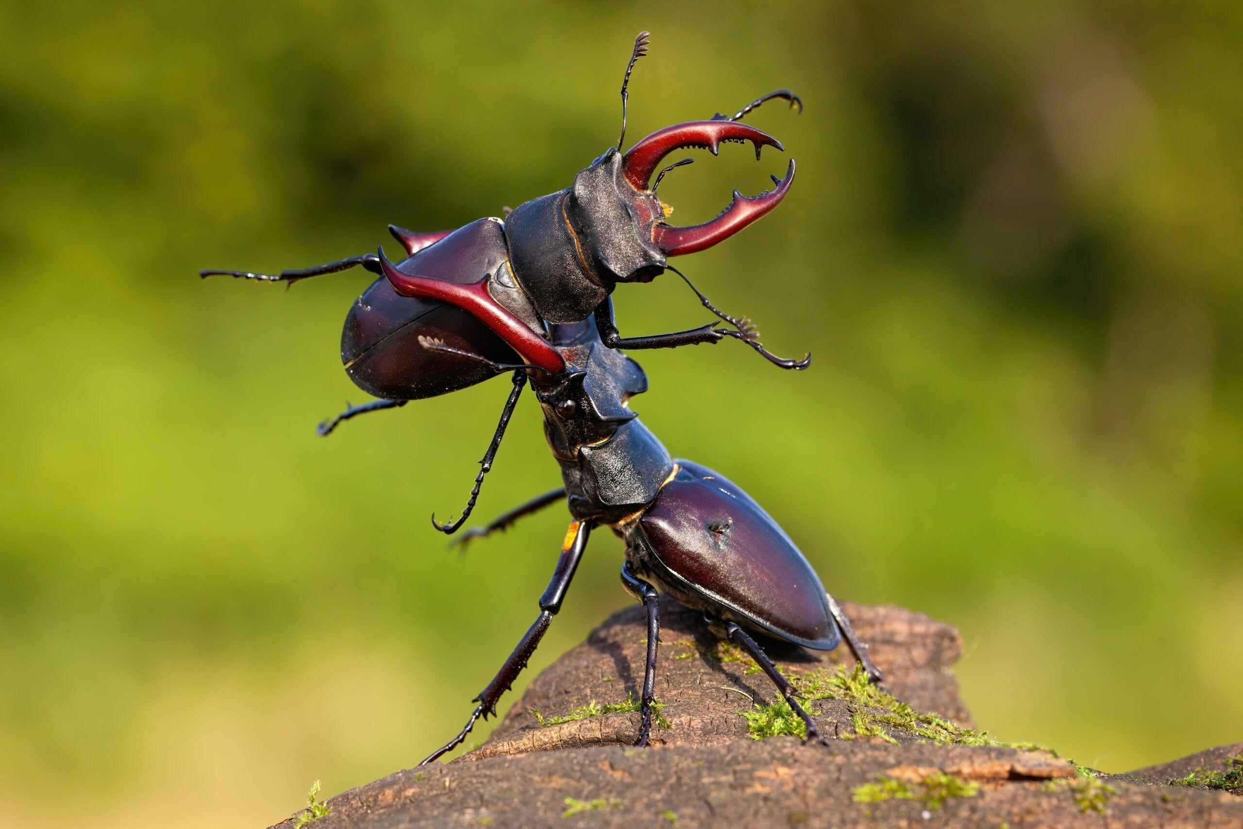 Featured image for “Le Lucane cerf-volant à l’étude dans le Parc naturel régional”