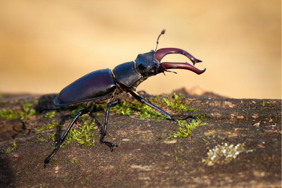 Featured image for “Le Lucane cerf-volant (re)trouvé en forêt de Crécy”