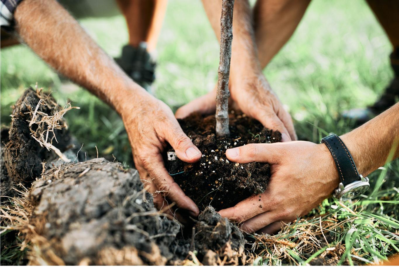 Featured image for “Lancement de la campagne 2024-2025 de “Plantons le décor” : Commandez vos plants dès maintenant !”