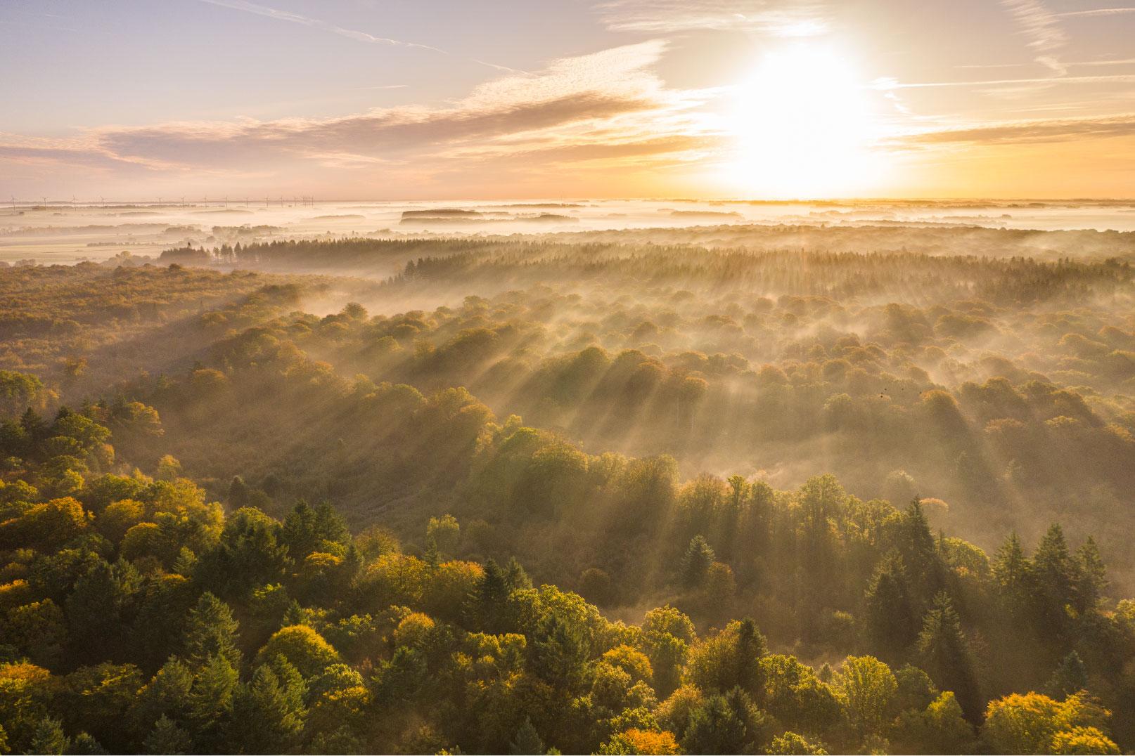 Featured image for “La forêt de Crécy”