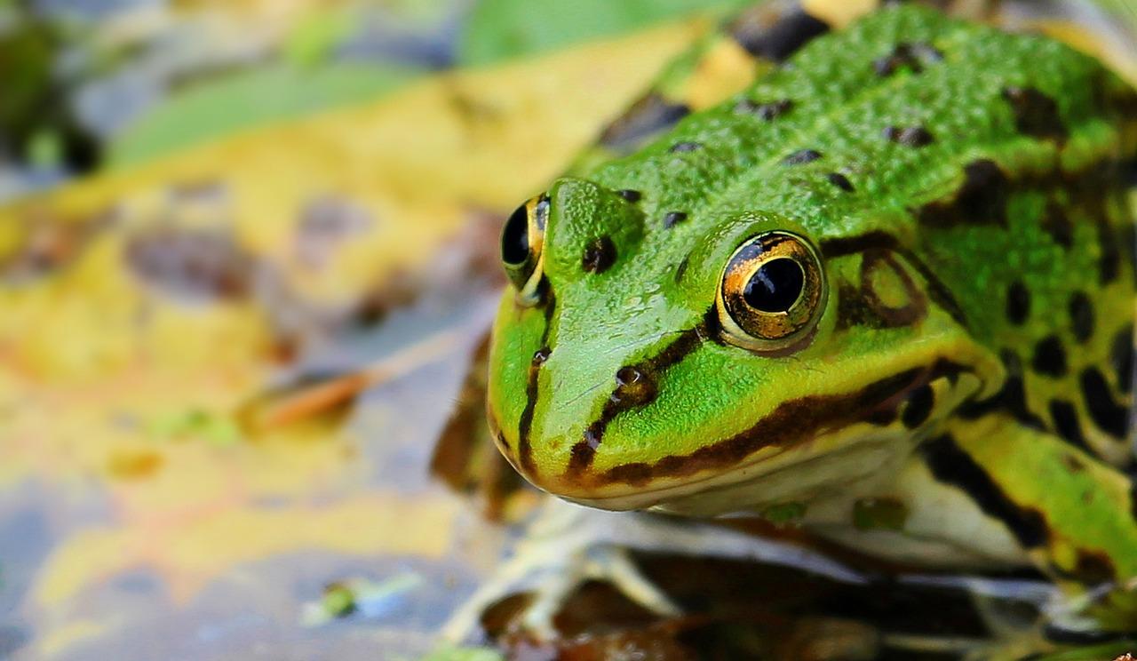 Featured image for “On se branche sur la fréquence grenouille à Cahon-Gouy”