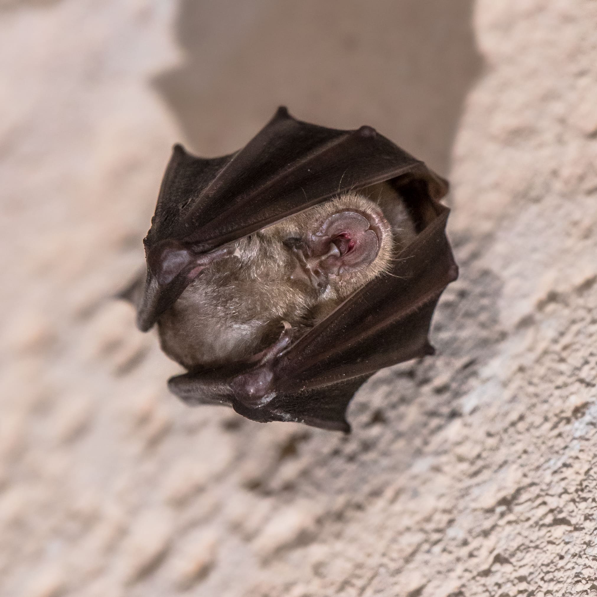Featured image for “Que faire du 25 au 31 août avec le Parc naturel régional et le Pays d’art et d’histoire”