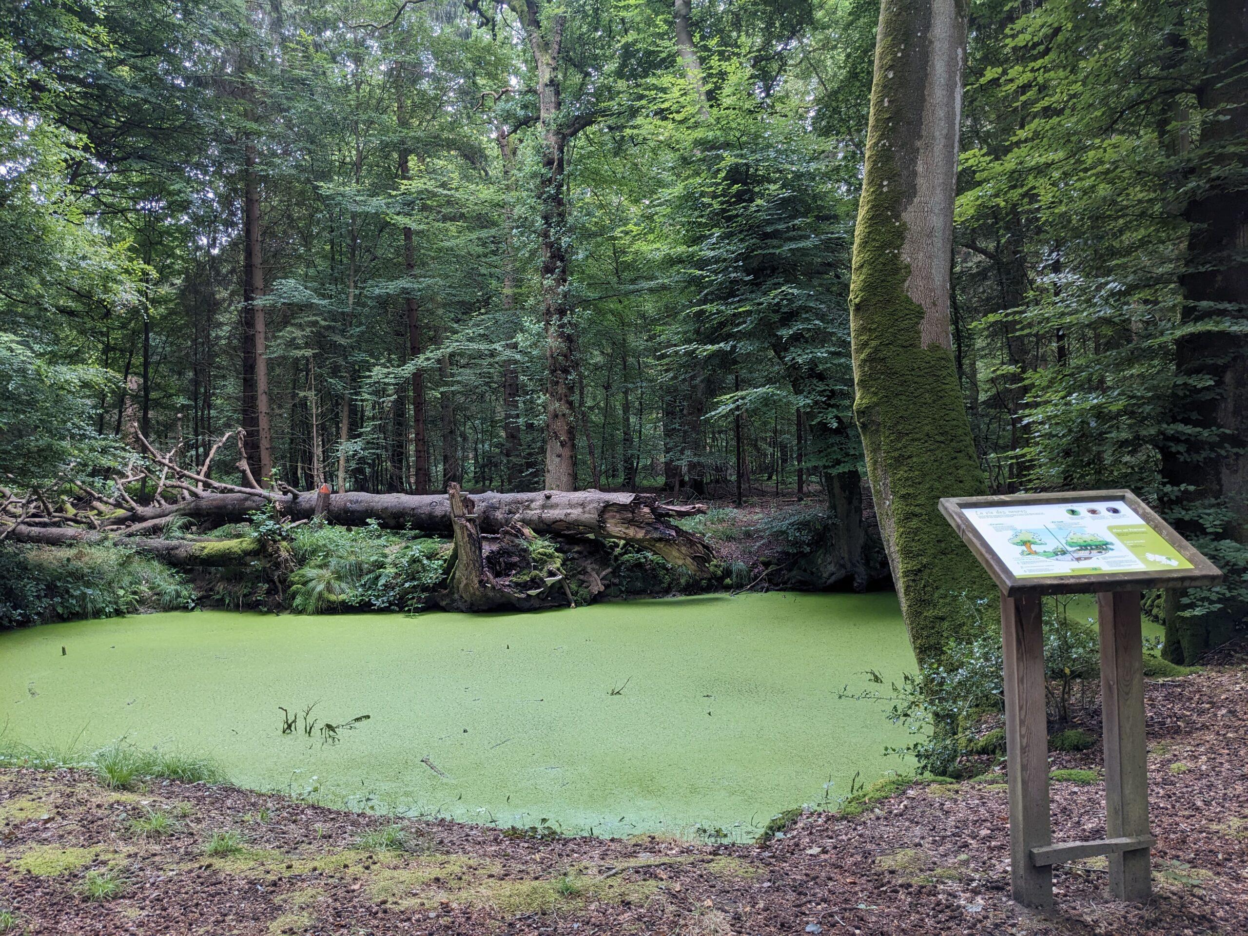 Featured image for “Nouveaux panneaux informatifs sur les mares en Forêt de Crécy”