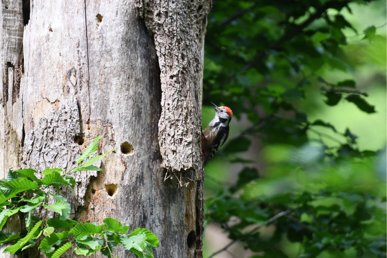 Featured image for “Découvrez la 3ème Lettre d’Info Natura 2000 – Forêt de Crécy”