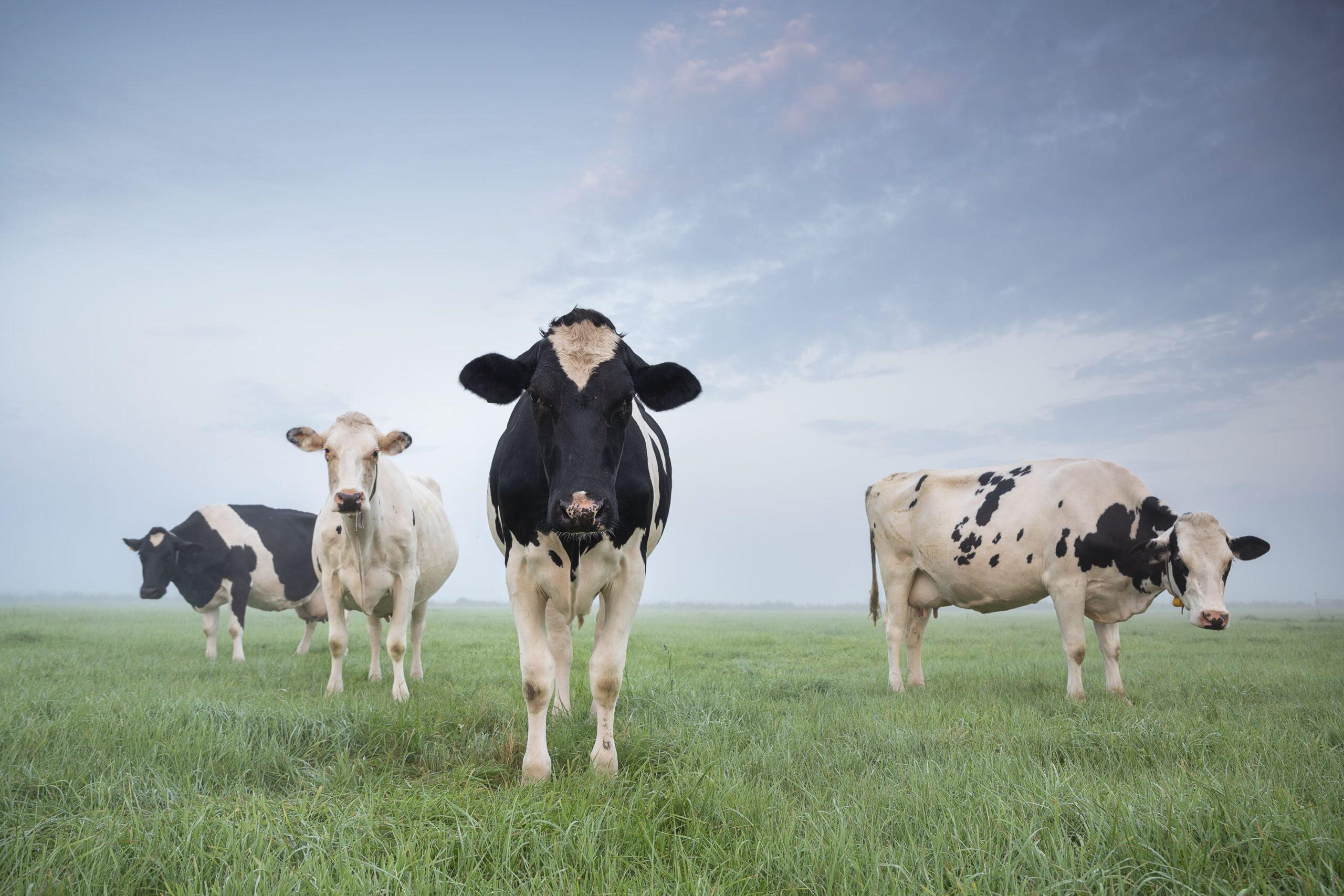 Featured image for “Les Mesures Agro Environnementales et Climatiques 2025-2027 (MAEC)”