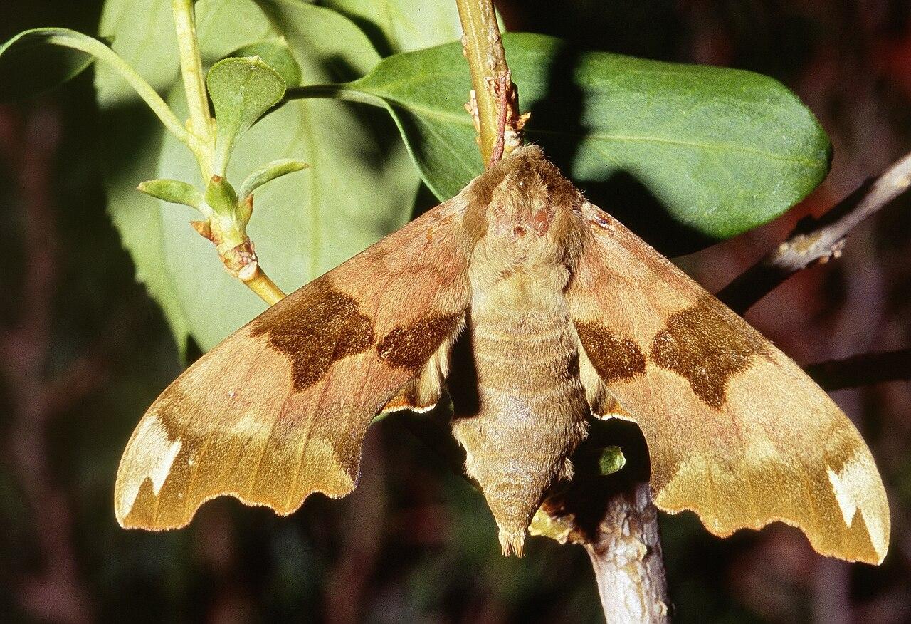 Featured image for “Les Papillons de Nuit en lumière !”