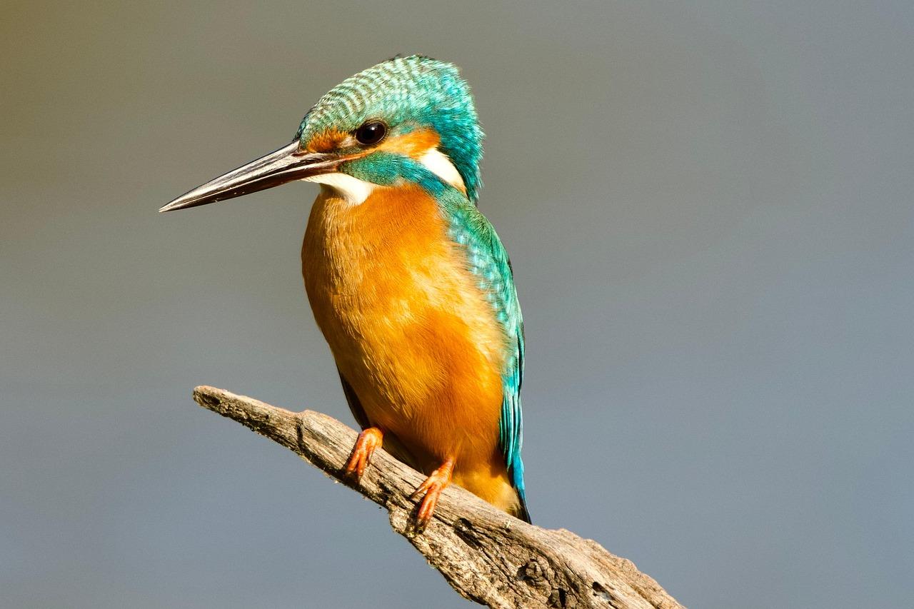 Featured image for “Le Martin pêcheur, oiseau discret mais pêcheur hors-pair”