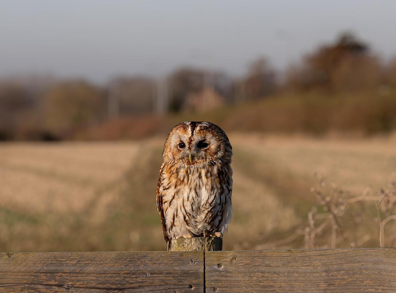 Featured image for “Vol de nuit sur Huppy”