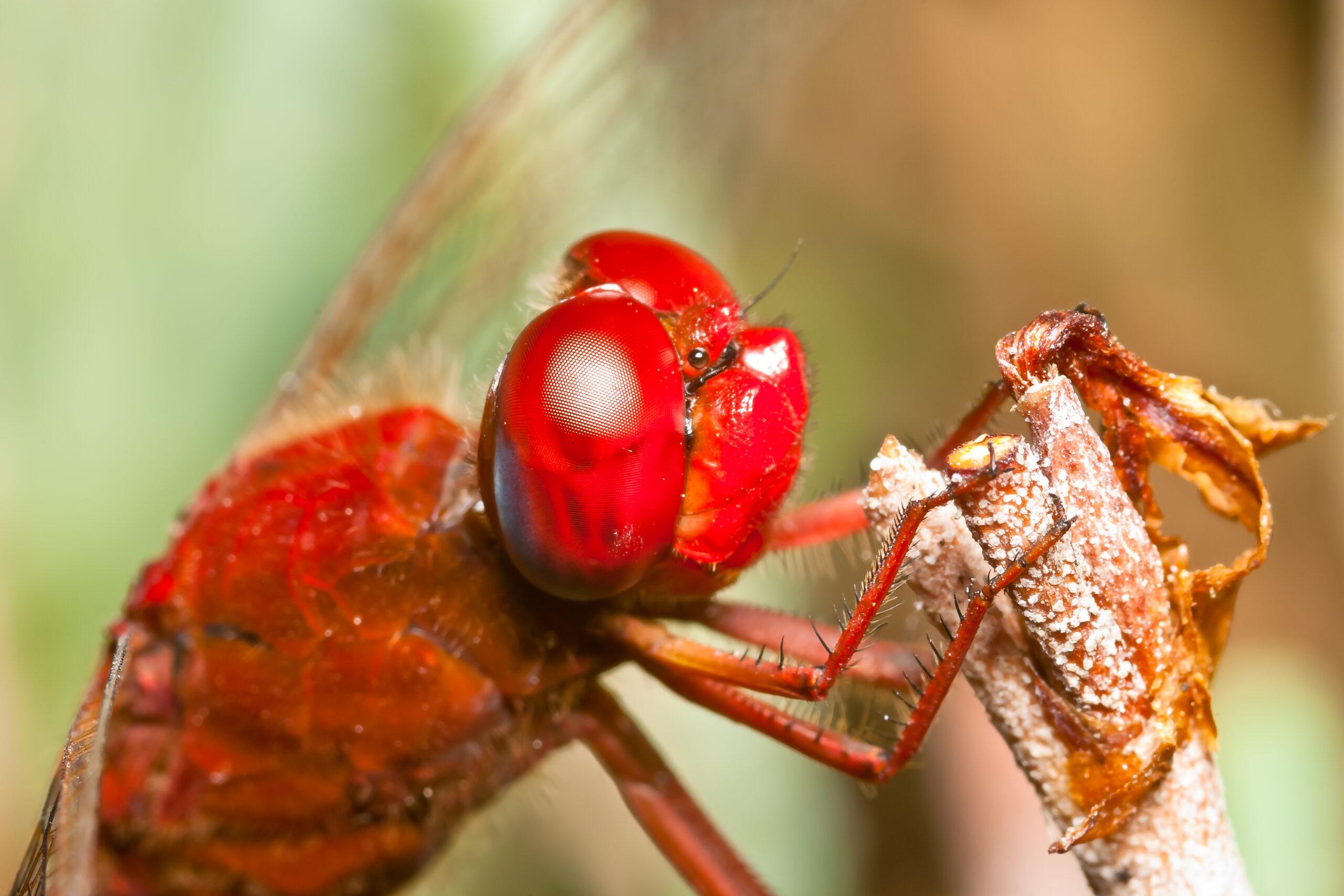 Featured image for “Zzzzzzoom sur les insectes”
