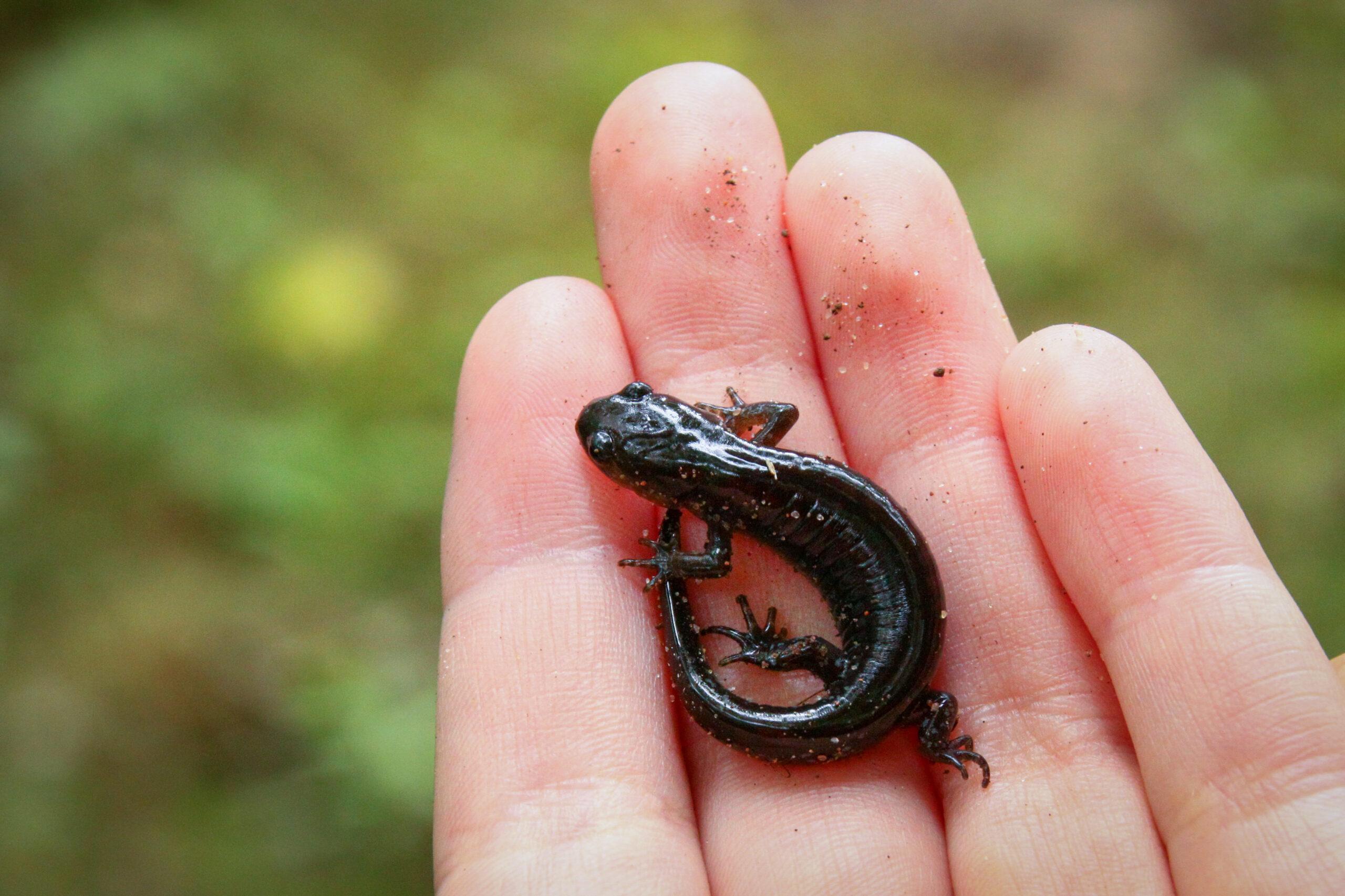 Featured image for “Le monde fascinant des mares”