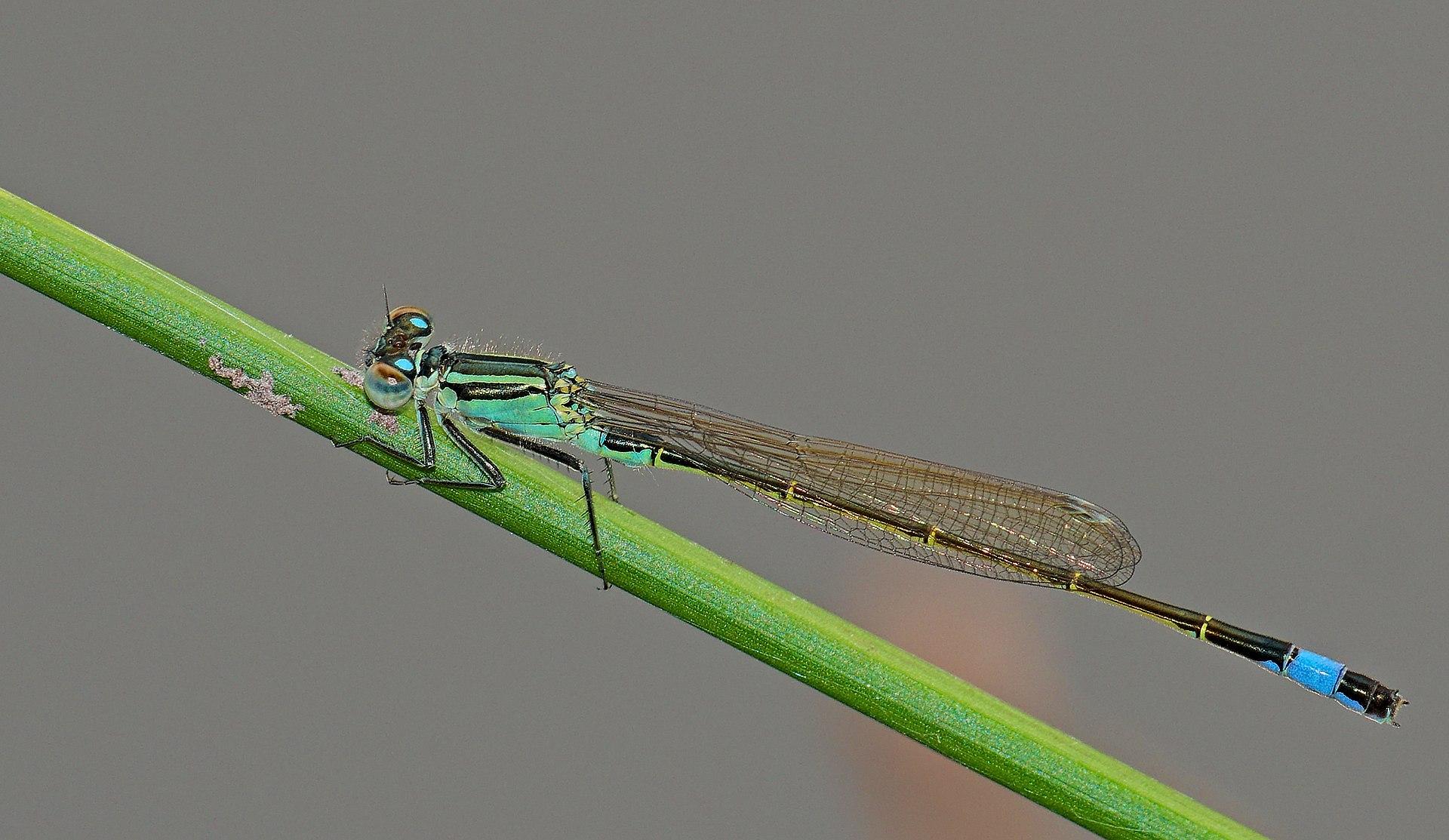 Featured image for “L’Ishnure élégant, le bijou bleu des bords d’eau !”
