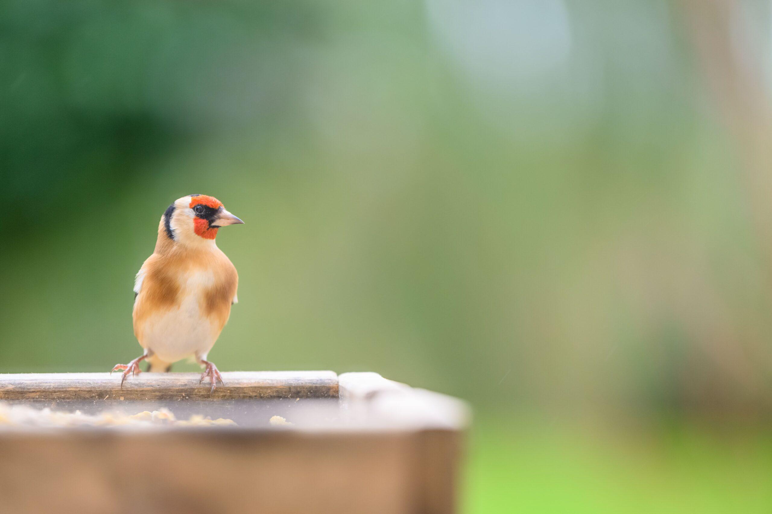 Featured image for “Concours Photos 2025 – Atlas de la Biodiversité Communale”