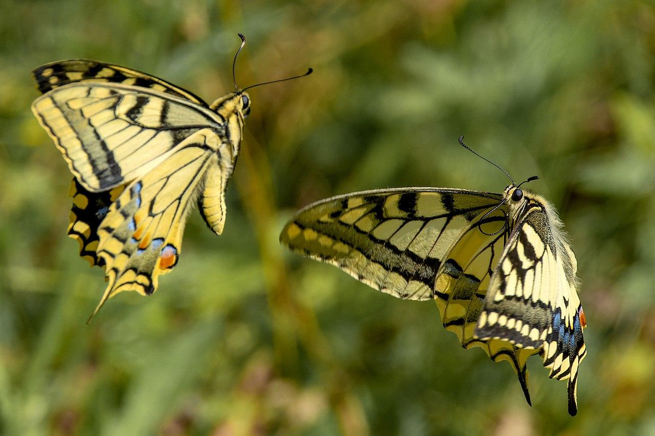 Featured image for “Le Grand Porte-Queue, un papillon qui ne manque pas de panache !”