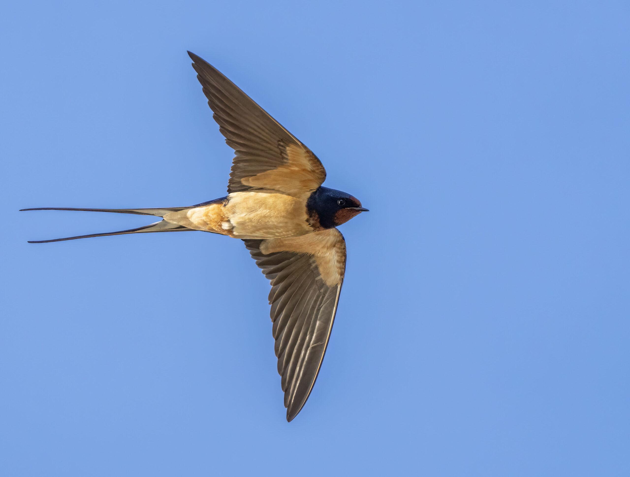 Featured image for “Sortie sur les Hirondelles à Miannay”