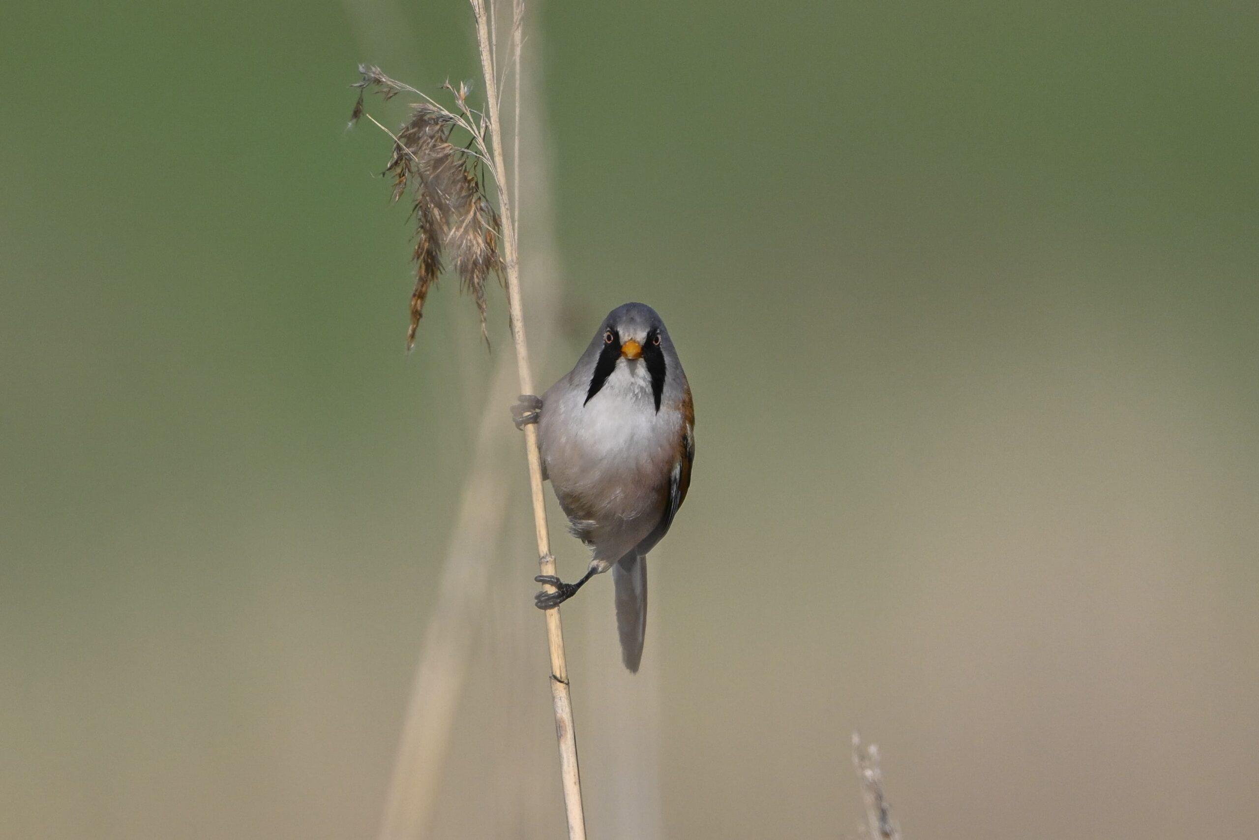 Featured image for “[Recrutement] Chargé.e de mission Biodiversité et valorisation du patrimoine naturel”