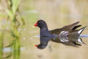 Photo d'une poule d'eau sur un étang, ambiance de printemps