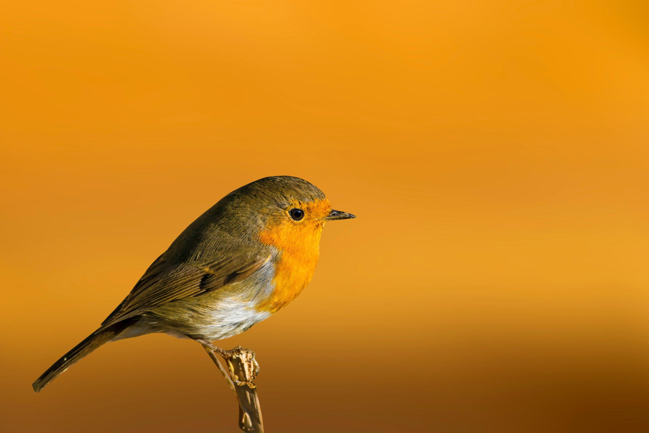 Featured image for “Ce week-end, comptez les oiseaux de votre jardin en Baie de Somme Picardie maritime”