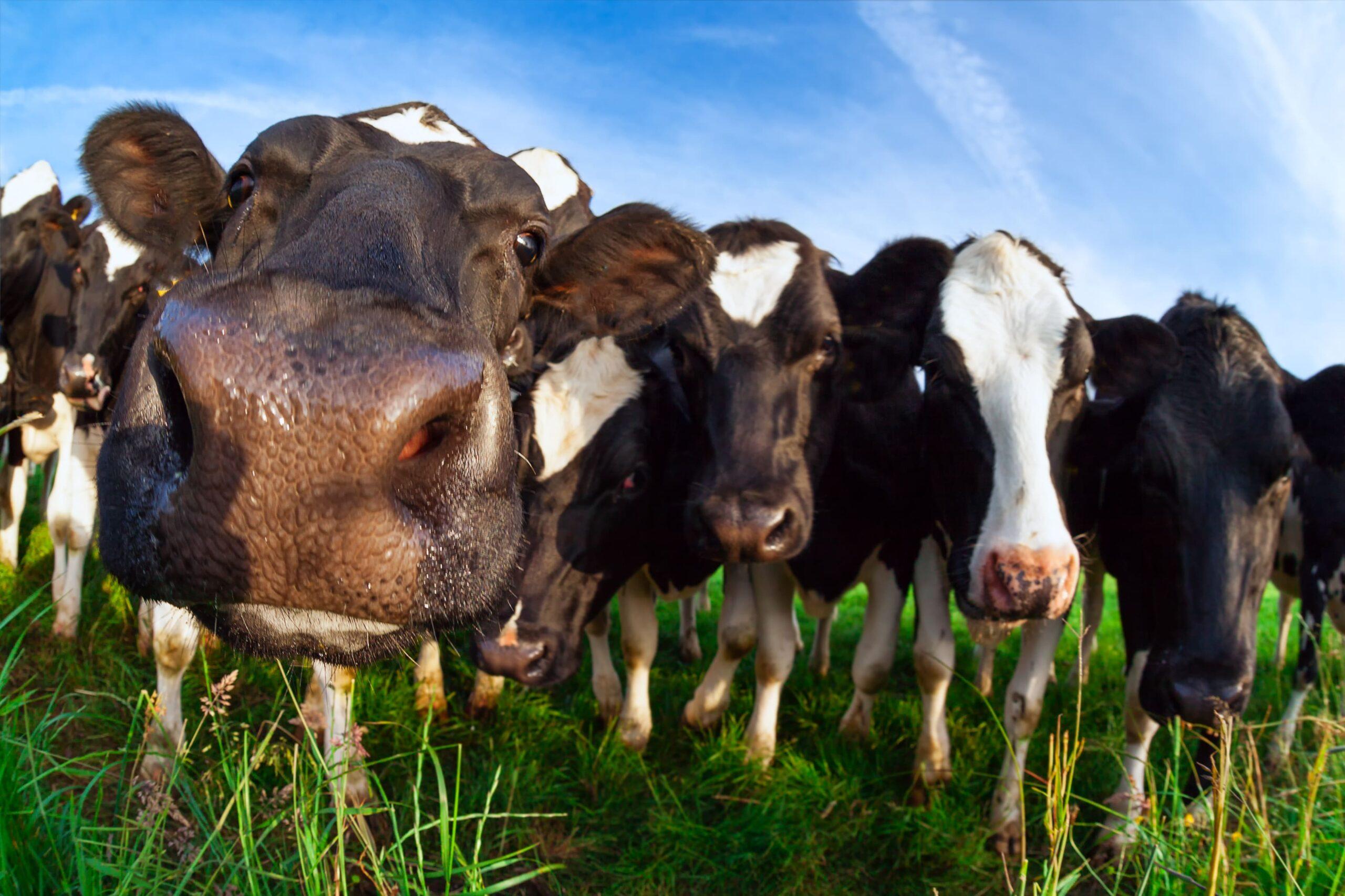 Featured image for “MAEC 2026 dans le Parc naturel régional Baie de Somme Picardie maritime : ce que prévoit la PAC 2023‑2027”