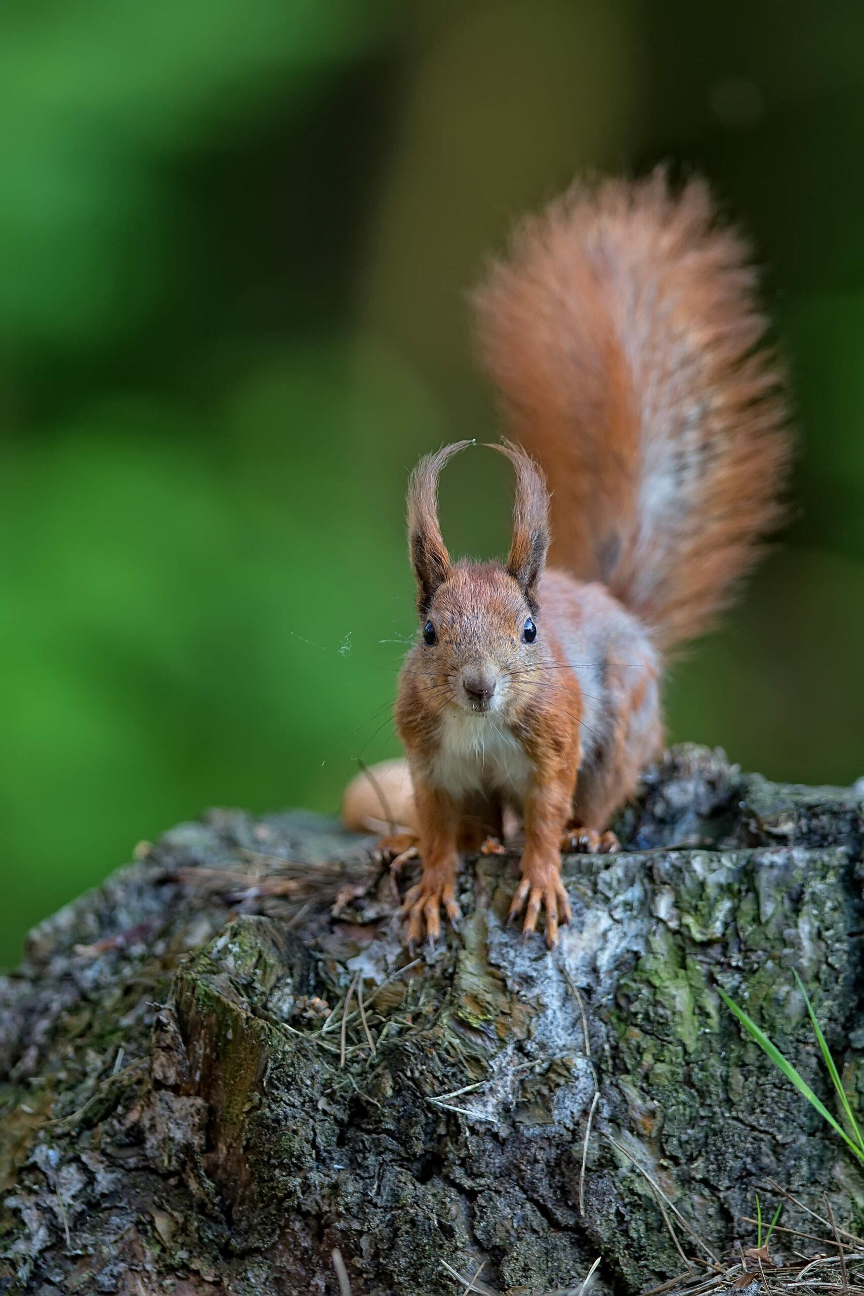 Featured image for “L’Écureuil roux, acrobate de nos forêts”
