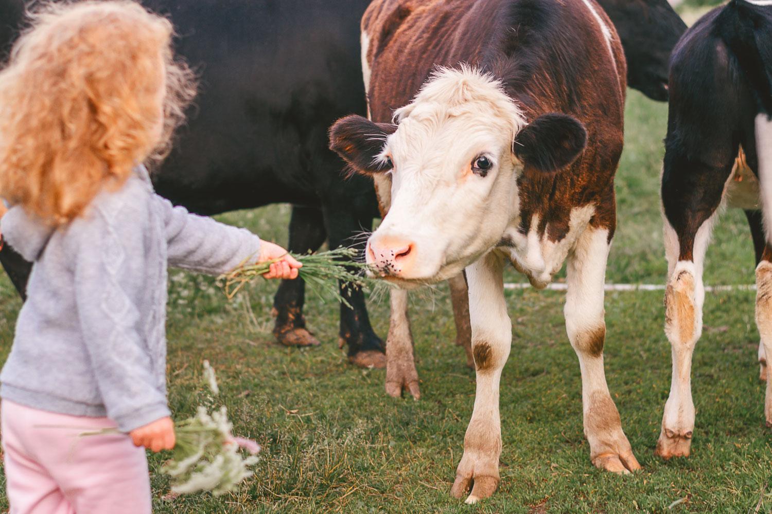 Featured image for “Printemps à la ferme : trois exploitations du Parc Baie de Somme vous ouvrent leurs portes”