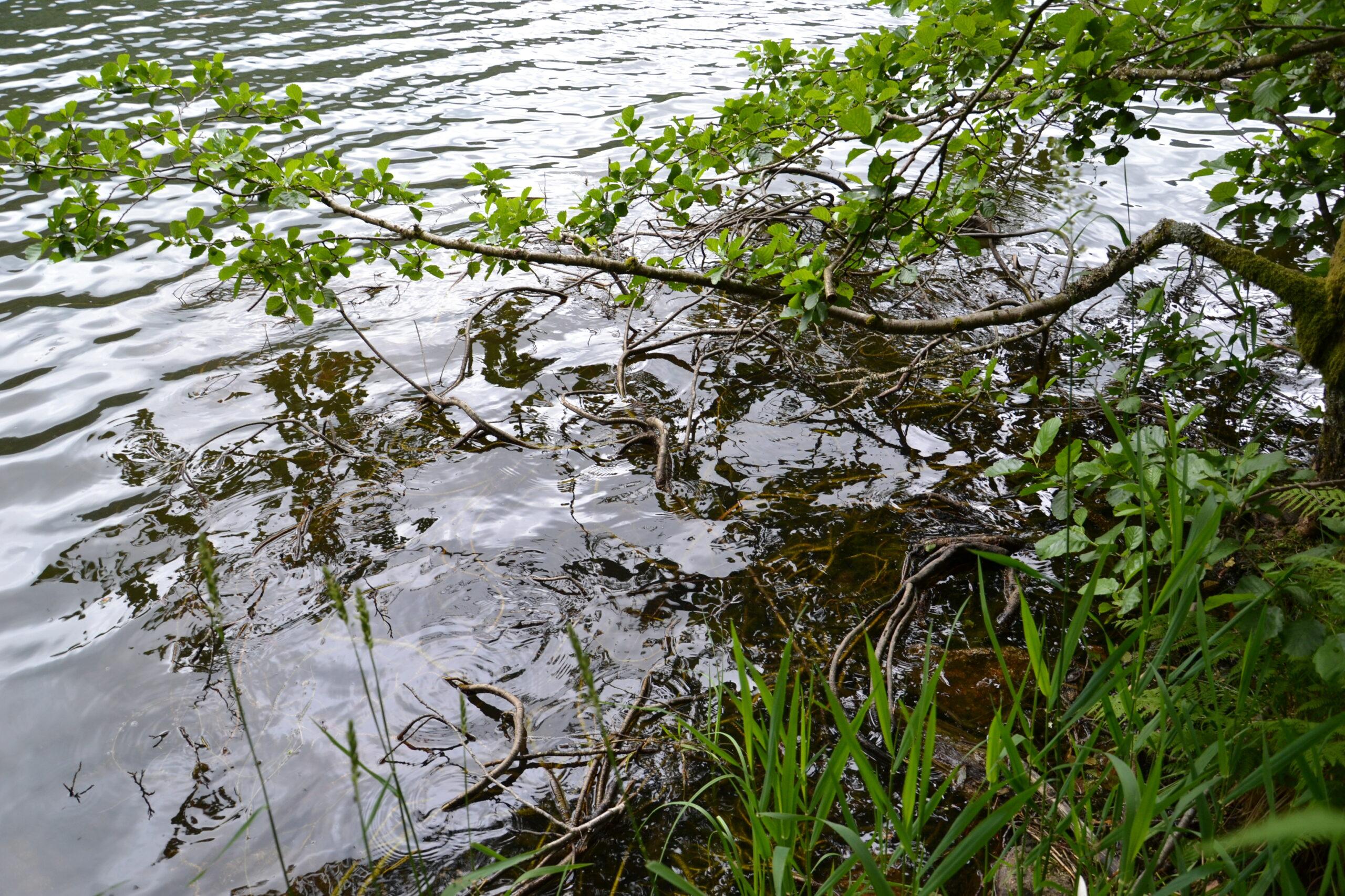 Featured image for “L’Aulne glutineux, l’arbre qui aimait avoir les racines dans l’eau”