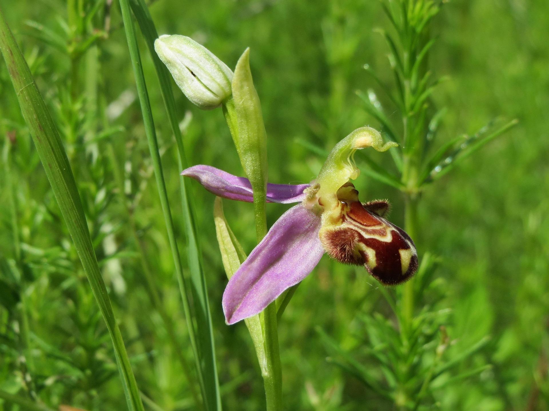 Featured image for “Quand la nature brouille les pistes : la stratégie de l’Ophrys abeille”