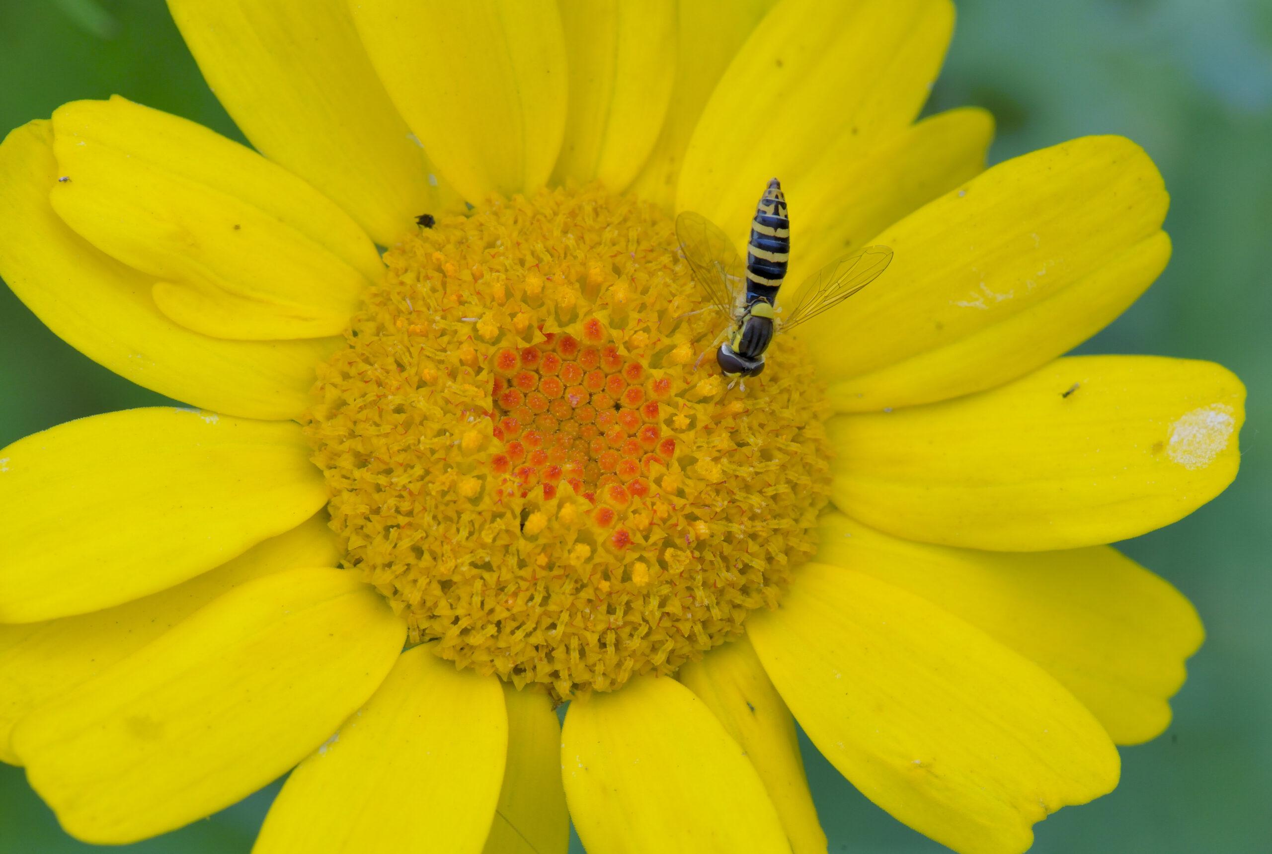 Featured image for “Le Chrysanthème des Moissons, soleil des cultures”