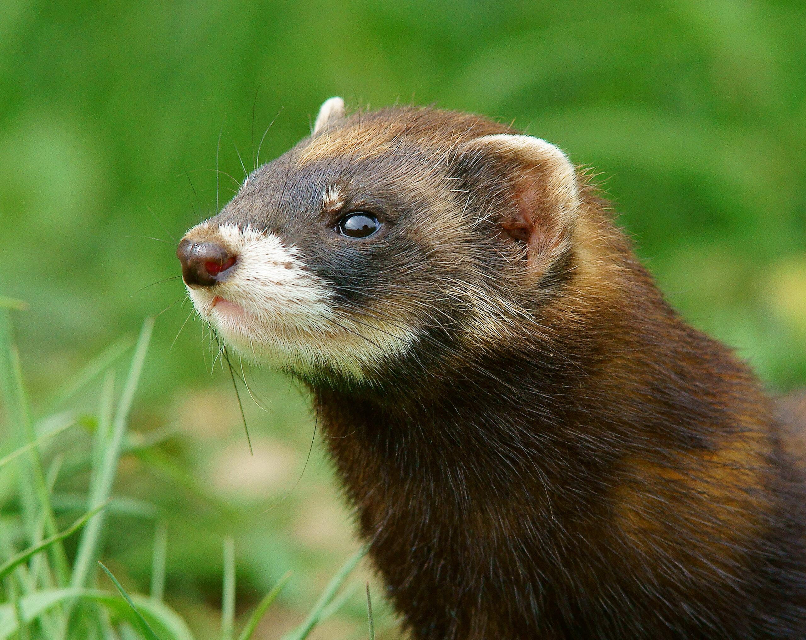 Featured image for “Le Putois d’Europe, chasseur discret de nos campagnes”