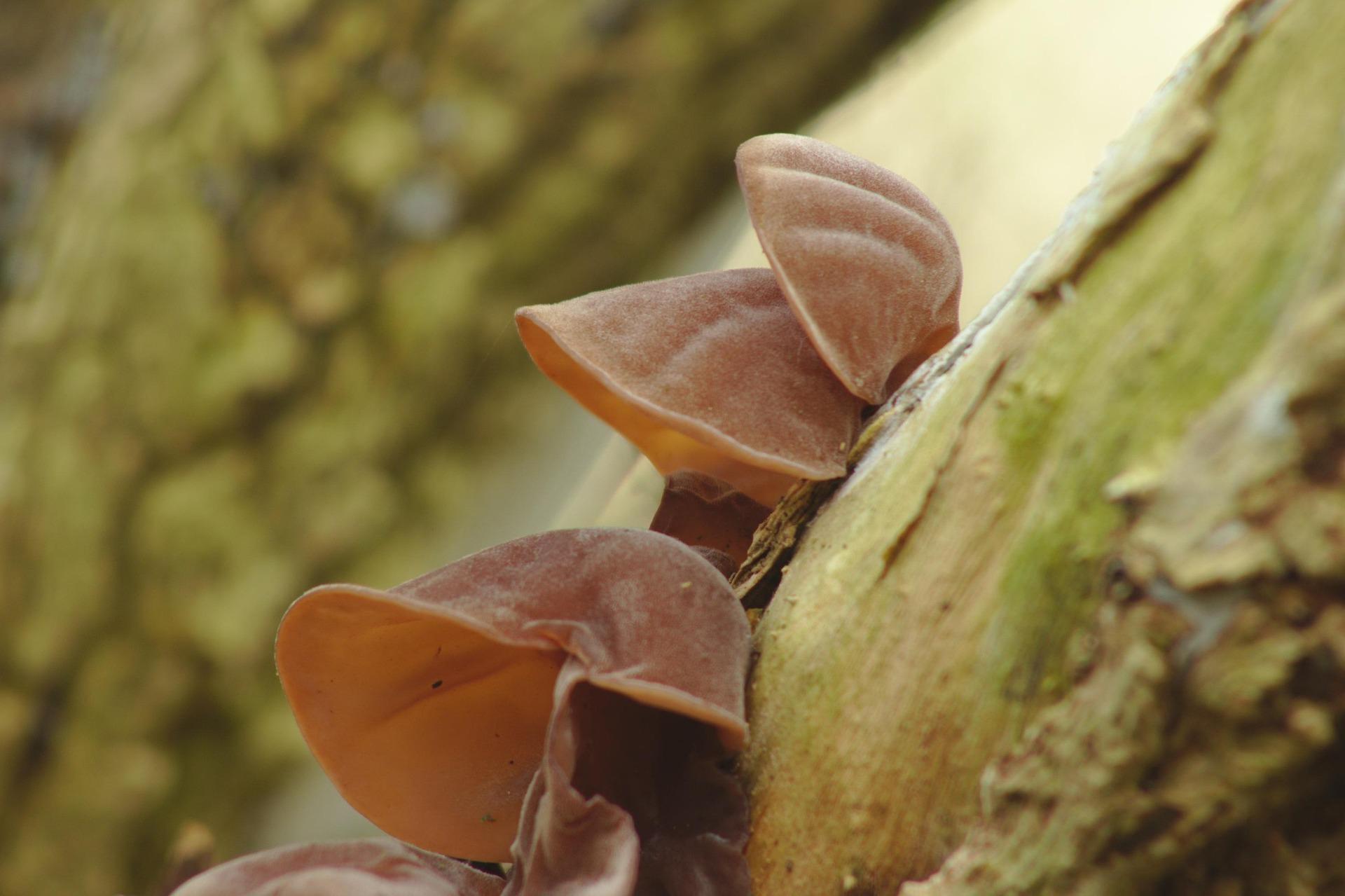 Featured image for “L’Oreille-de-Judas, un champignon qui se lance dans l’imitation”