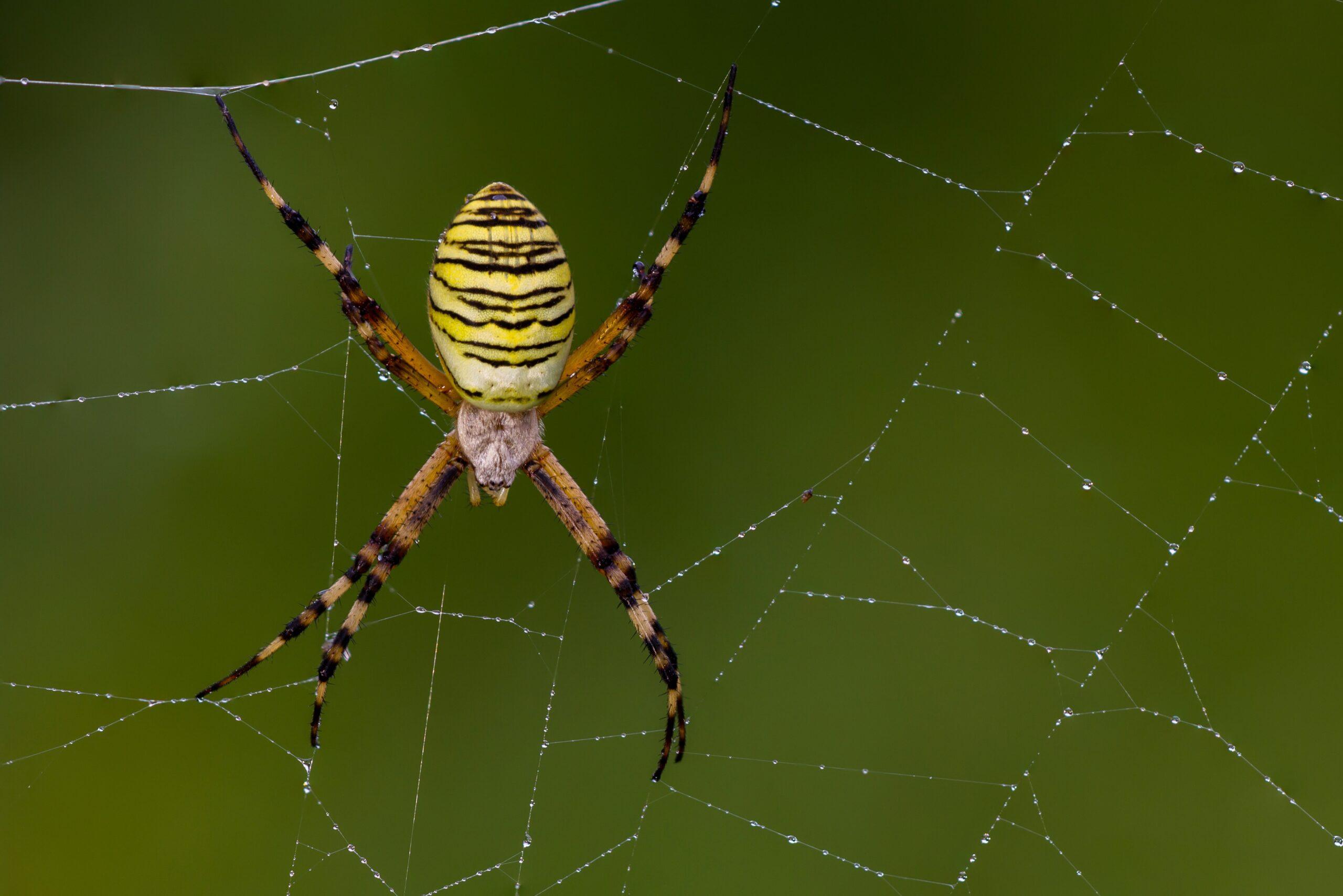 Featured image for “Une araignée aux couleurs de guêpe, l’Argiope frelon”