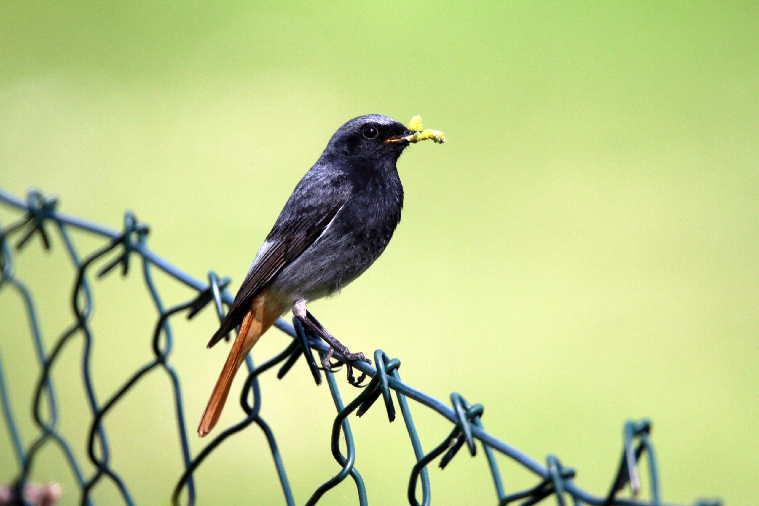 Featured image for “Le Rougequeue Noir : le petit acrobate de nos toits et jardins”
