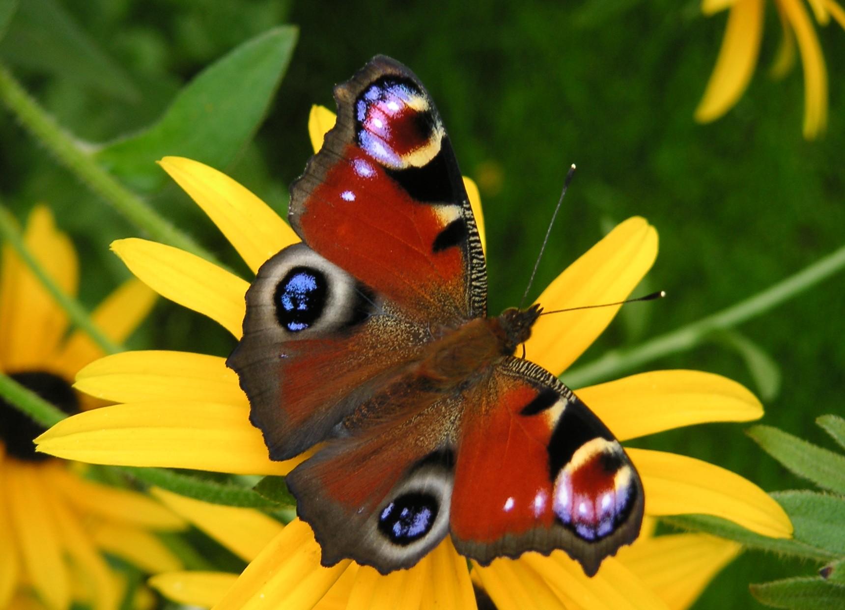 Featured image for “Le Paon du jour, un papillon qui nous observe”