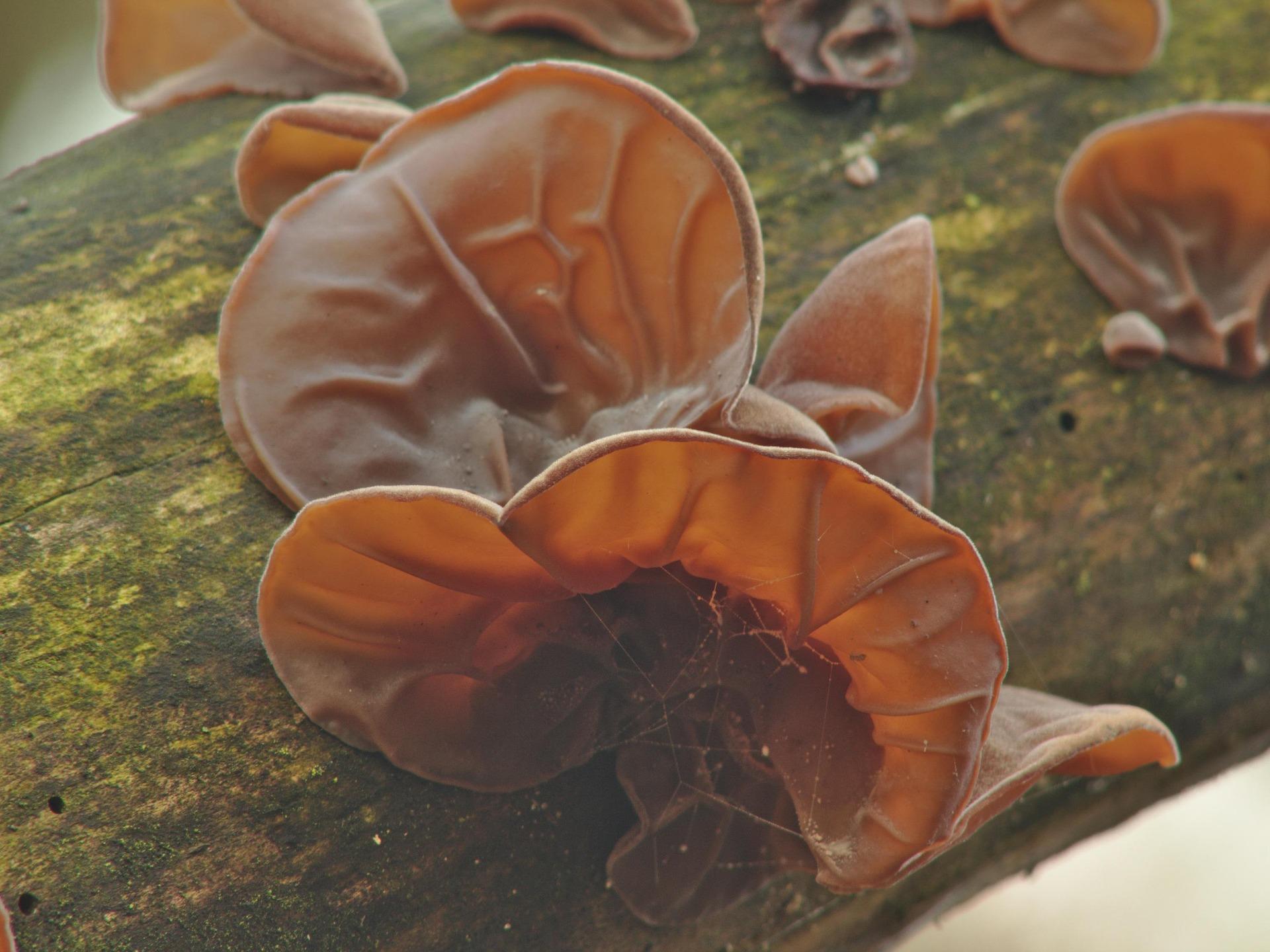 Featured image for “L’oreille-de-Judas, un champignon qui se lance dans l’imitation”