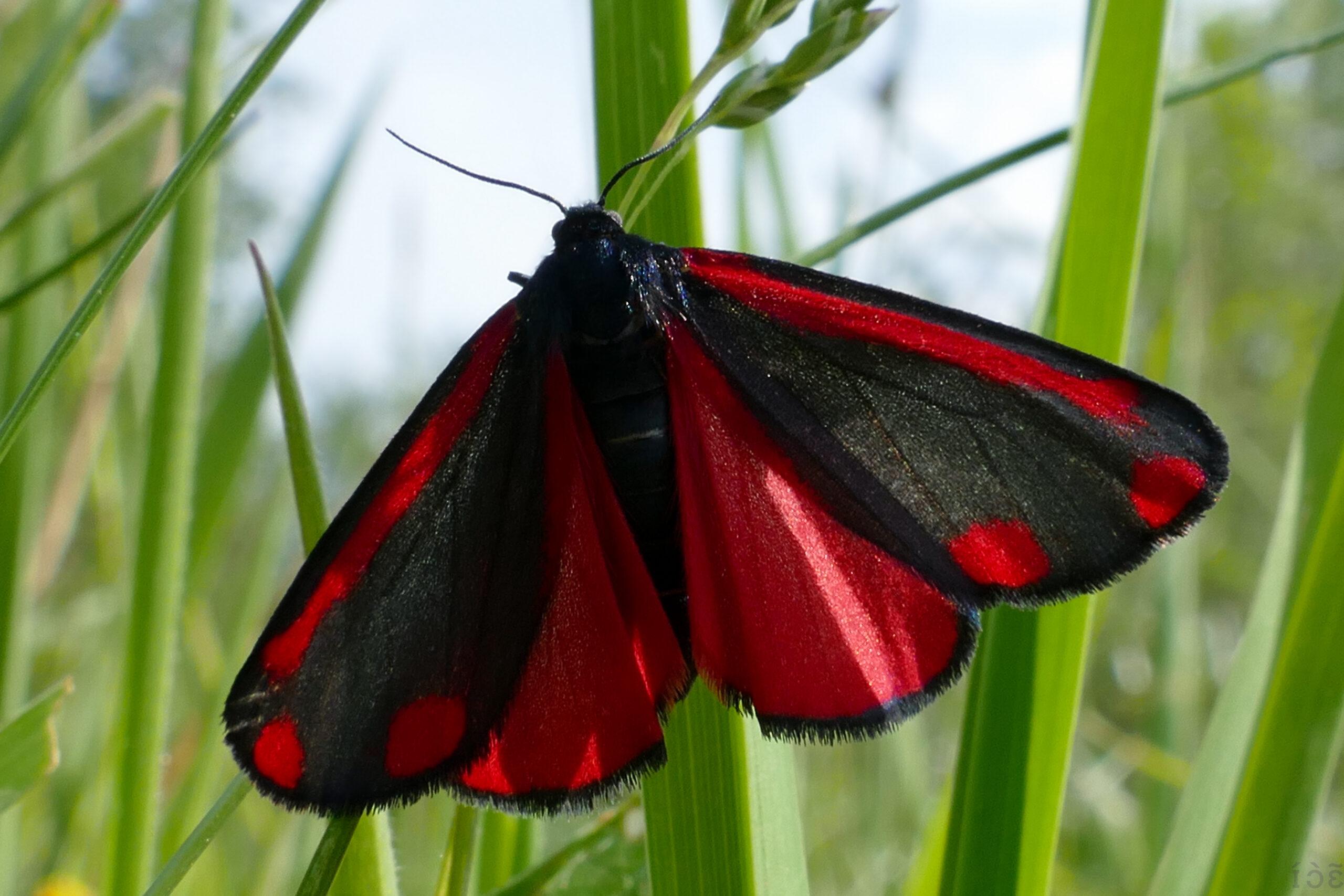 Featured image for “Un papillon de nuit en plein jour : les secrets de la Goutte-de-sang”