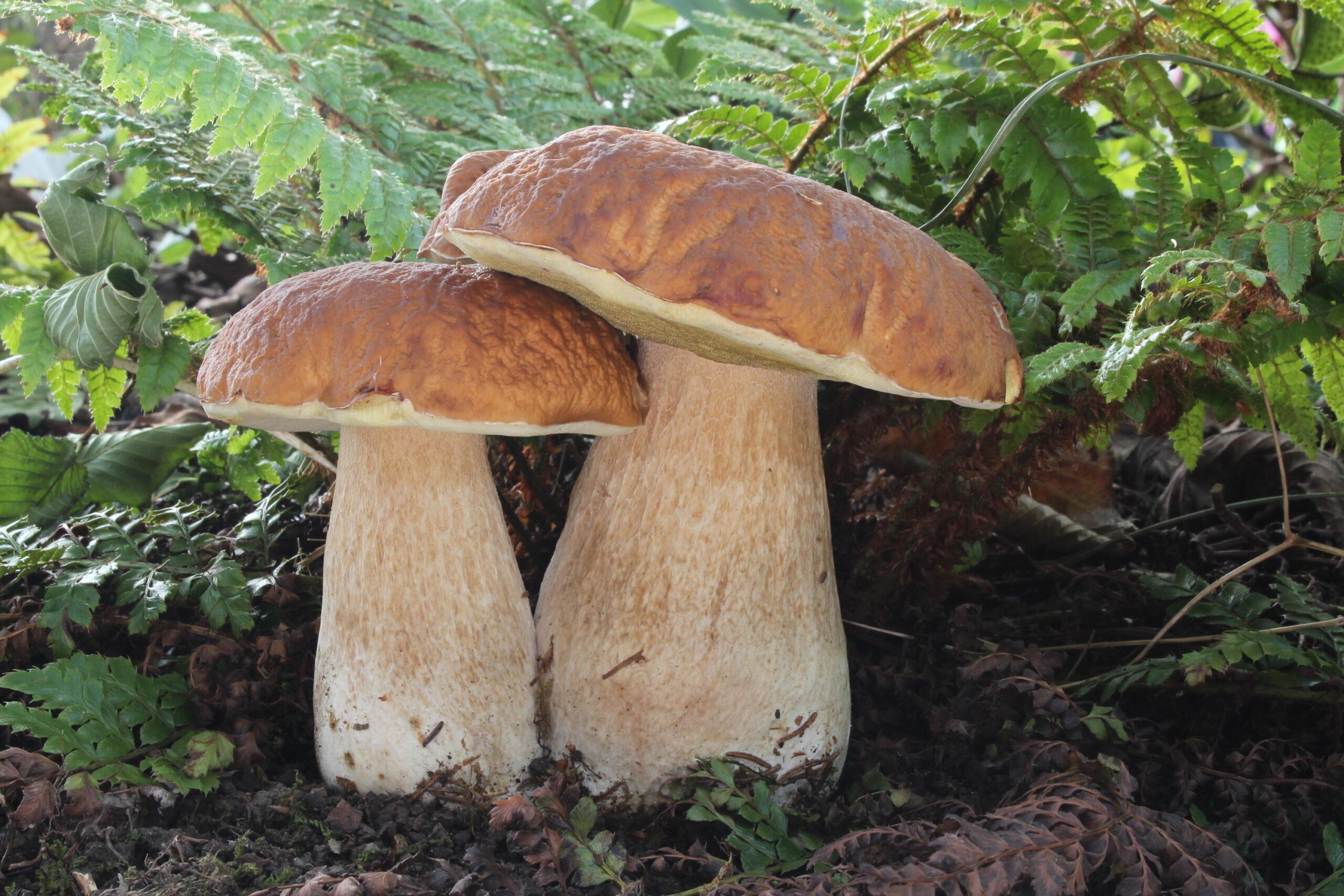 Featured image for “Le Cèpe de Bordeaux, la star des champignons”