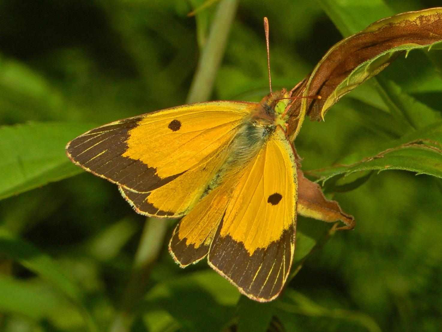 Featured image for “Le Souci, un petit papillon d’automne”
