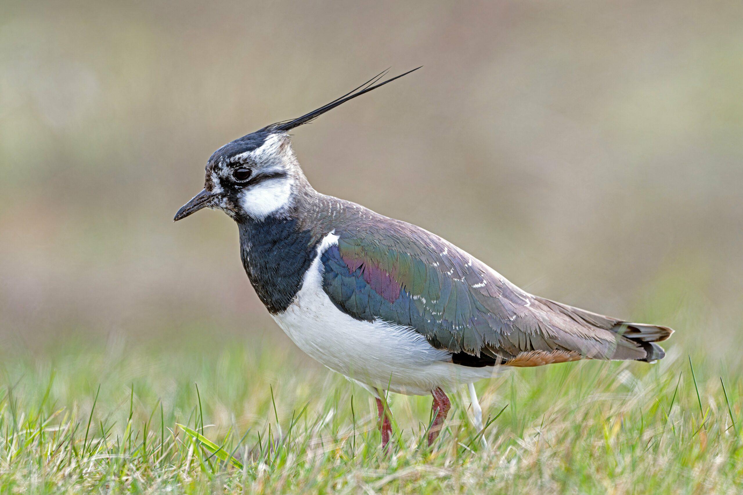 Featured image for “Le Vanneau huppé : l’acrobate de la Baie de Somme”
