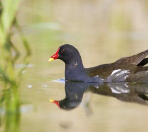 Photo d'une poule d'eau sur un étang, ambiance de printemps