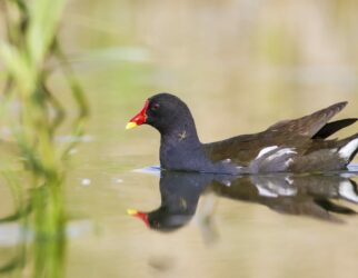 Photo d'une poule d'eau sur un étang, ambiance de printemps